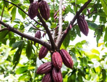 lydgate farms chocolate tour