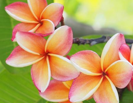 Kauai Plumeria Flowers