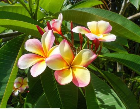 Kauai Flower