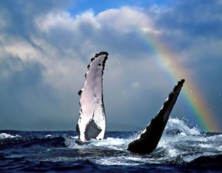 Whale Watching with Rainbows in Kauai