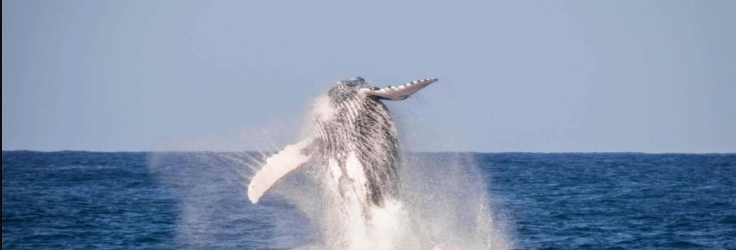 Whale Watching on Kauai