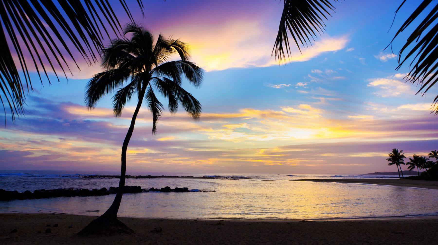 Palm Tree in the Kauai Sunset