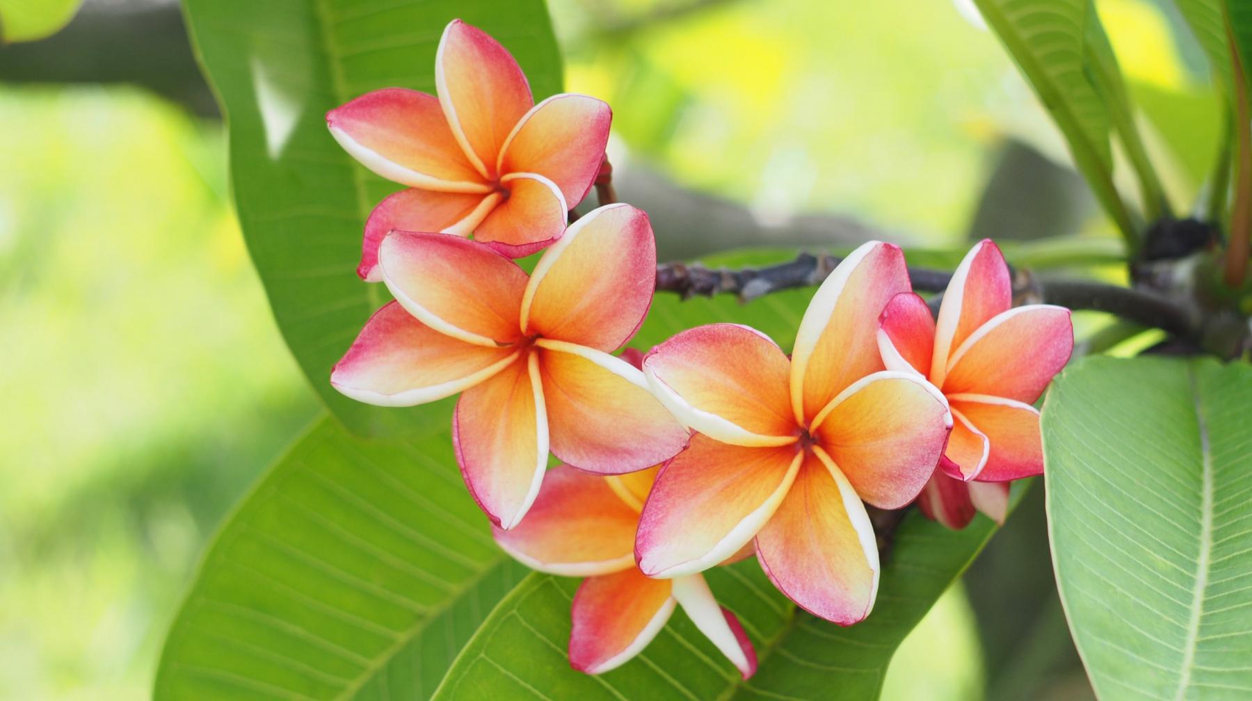 Pink Plumeria Flower