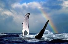 whales in hawaii in front of rainbow