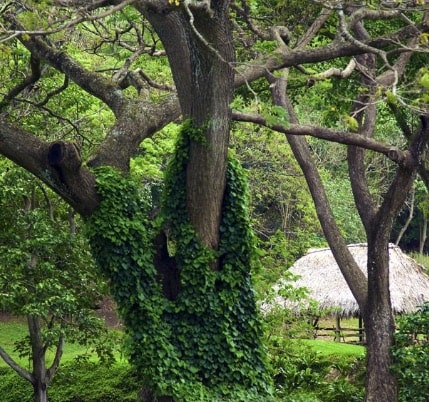 Mcbryde Garden Things To Do In Kauai