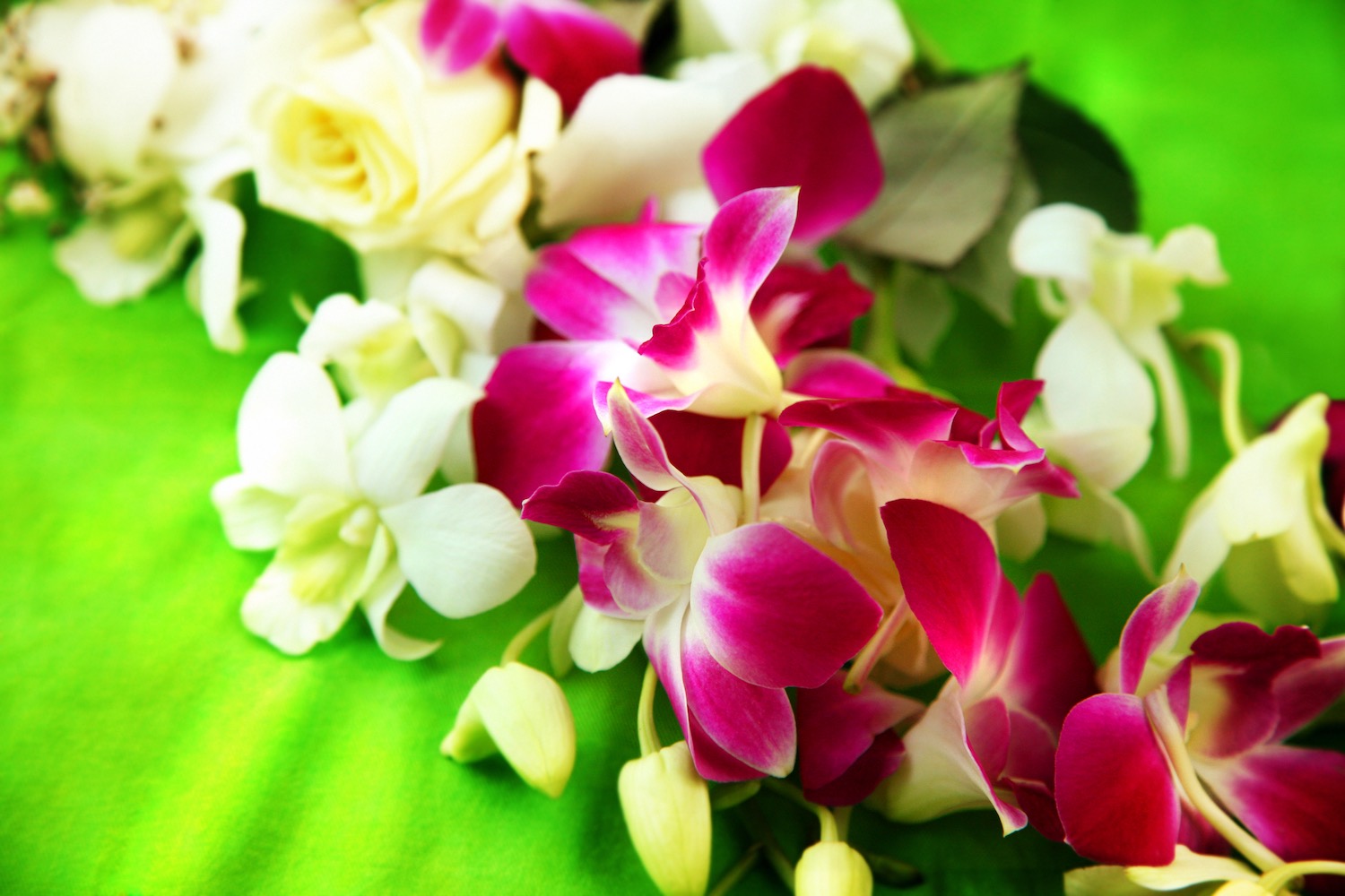 Hawaiian Lei Close Up