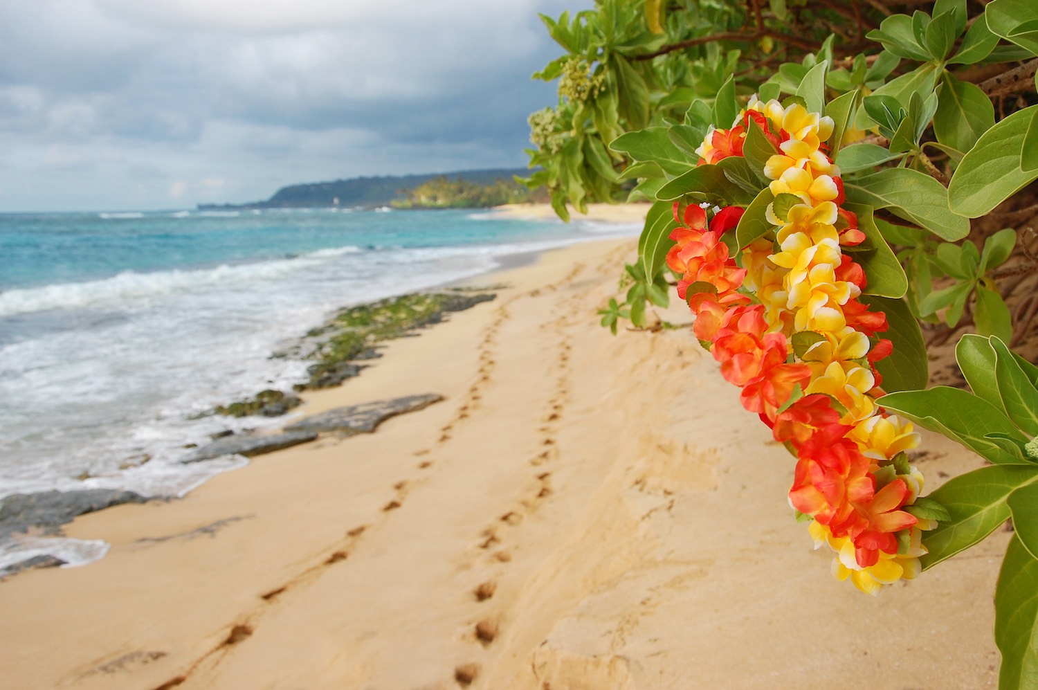 Hawaiian Lei On A Tree