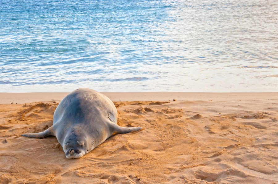 Kauai Monk Seals